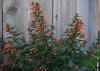 Dozens of small, orange, tube-shaped flowers line the upright branches of a small bush.