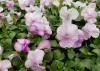 Small, flat blooms of white and lavender rise above a bed of green leaves.