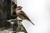 A bird eats seed from a feeder.