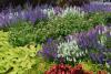 White and purple flower stalks are massed in a bed with a variety of pink flowers and different colors and shapes of green leaves.