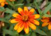 A single, orange bloom is open against a background of green.