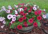 Red and white flowers with purple centers cover a plant growing from a wooden barrel.