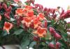 Trumpet-shaped orange flowers bloom on vines next to pink buds.