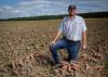 A man kneels in a sweet potato field.