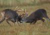 Two male deer locking horns