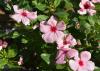 Pink flowers bloom on a green plant