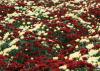 Maroon and white flowers cover a carpet of green foliage.