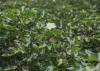 A white flower blooms on top of a cotton plant setting bolls.