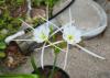 A reed-like plant has delicate white blooms.