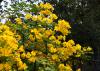 Massive clusters of yellow flowers cause stems to arch downward.