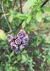 Alt Text: Close-up of freeze-damaged blueberries