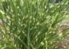 Grass blades are green with random yellowish patches.