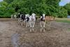 Dairy cows look directly at the photo lens.