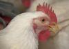 Close-up of a broiler chicken