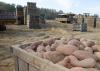 A crate of sweet potatoes sit in the foreground with many other crates in the background along with a digger and loading equipment.