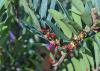 A branch with green leaves has tiny red flowers.