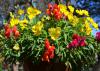 A hanging basket has red and yellow blooms.