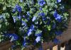 Small blue flowers bloom on a bush that drapes a fence.