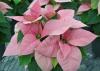 A poinsettia has light pink leaves.