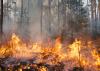 Fire engulfs a forest floor.