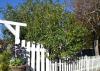 A tree grows above a white fence.