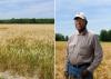 Mississippi’s growers harvested about 80,000 acres of wheat and averaged 58 bushels per acre in 2016. These amber waves of grain (left) are in a Coahoma County, Mississippi, field on May 23, 2016. David Wade (right) knows his Coahoma County, Mississippi, wheat would have produced better yields if persistent spring rains had not stunted the crop’s development. He is standing in his wheat field on May 23, 2016, shortly before harvest. (Photos by MSU Extension Service/Kevin Hudson)