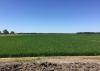 Mississippi’s rice crop was mostly in good or excellent condition in early June. This field in Washington County, Mississippi was photographed June 8, 2016. (Photo by MSU Extension Service/Bobby Golden)