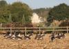 Migration is one of the ways wild creatures, such as these Canada geese, adapt to the onset of colder weather. (Photo by MSU Extension Service/Kat Lawrence)