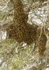 As bee swarms land on branches and other objects this spring, do not disturb them. The honeybees are seeking a new home and will usually move on within a few days. (MSU Extension Service file photo)