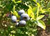 Blueberries are ripe for the picking across much of the state if rains will allow opportunities for harvest. Bushes are loaded with berries, such as these photographed on June 2, 2015, in Poplarville, Mississippi. (Photo by Eric Stafne)