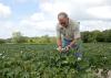  Gary Lawrence, Mississippi State University nematologist, examines cotton growing at the MSU R.R. Foil Plant Science Research Center in Starkville, Mississippi, on Aug. 11, 2015. (Photo by MSU Ag Communications/Kat Lawrence)