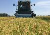 Workers harvest rice on Aug. 24, 2015, at the Mississippi State University Delta Research and Extension Center in Stoneville, Mississippi. (Photo by MSU Delta Research and Extension Center/Bobby Golden)