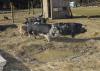 Pigs and hogs feed at Palo Alto Farms in West Point, Mississippi in this file photo. Consumer preference is one reason interest has been growing in people in the state raising pigs on pastureland for their own consumption. (File photo by MSU Ag Communications/Kevin Hudson)