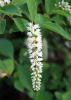 Virginia sweetspire flowers are produced in groups on racemes that are up to 6 inches long. Individual, star-like flowers are small and fragrant and start to open from the base to the tip. (Photo by MSU Extension Service/Gary Bachman)