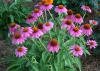 Pow Wow Wild Berry coneflower grows to about 20 inches tall and produces continuous blooms. (Photo by MSU Extension Service/Gary Bachman)