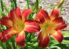 The daylily Suburban Nancy Gayle is one of the most outstanding new selections available. It blooms from mid-May until August with big, red, yellow-throated flowers. (Photo by MSU Extension Service/Gary Bachman)