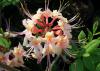 The flowers of the native azalea piedmont, or honeysuckle azalea, are very fragrant and pleasant on a calm, early-morning garden stroll. (Photo by MSU Extension/Gary Bachman)