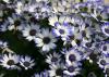 Pericallis is a cool-season flowering plant that absolutely loves the brisk temperatures of late winter and early spring. (Photo by MSU Extension/Gary Bachman)