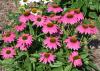 Echinacea Bravado is a popular coneflower that makes for a sturdy landscape plant. (Photo by Gary Bachman/MSU Extension Service)