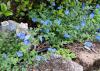 Blue Daze evolvulus spreads rapidly and makes a good ground cover. Its funnel-shaped flowers are sky blue and only open for one day. (Photo by MSU Extension/Gary Bachman)