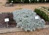 Artemisia Quicksilver forms a tight groundcover in the trial beds of the Truck Crops Branch Experiment Station in Crystal Springs, Miss., on July 11, 2016. (Photo by MSU Extension Service/Gary Bachman)