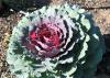 The outer leaves of Pigeon Purple ornamental cabbage maintain a darker green with purplish veins, and new center leaves emerge with a purplish-red color. (Photo by MSU Extension/Gary Bachman)