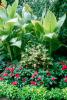 Tropicals mixed in these beds showed that nothing can transform a garden as does the inclusion of plants grown for their large foliage. 