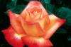 Love & Peace exhibits the classic hybrid tea form and shows a family resemblance to its parent, Peace, the most honored rose of all time.