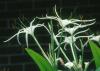 Consider the white, summer-blooming Hymenocallis species.