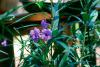 Ruellia has bluish-purple flowers that radiate color from the plant. The deep-green foliage with hints of burgundy is attractive and works well in combination plantings.