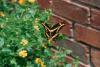 This Giant Swallowtail butterfly has found New Gold lantana, the 1996 Mississippi Medallion winner, to be the perfect feast. New Gold is one of those plants that is tough as nails.