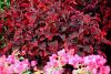 The burgundy and pink foliage of the Mississippi Summer sun coleus works well with many plants including this bright pink bougainvillea.