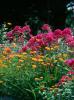 The bright orange cosmos and hot pink phlox make the summer flower garden a blaze of color.