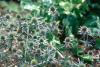 The unique, blue flowers of the Sea Holly are most welcome in Mississippi gardens. Sea Holly was one of the stalwart performers in the trial grounds at the Mississippi State University arboretum.